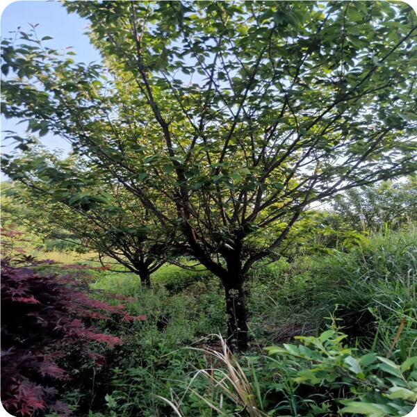 山东樱花基地10公分樱花苗价格
