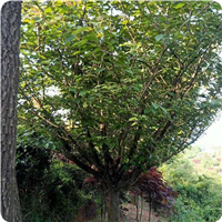 红叶樱花苗价格樱花苗哪里买
