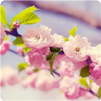 山东泰安樱花山东泰安樱花树苗