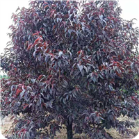 哪里有卖红叶碧桃苗红叶碧桃苗种植基地