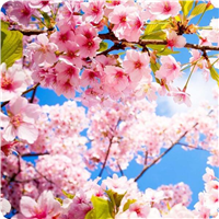 山东樱花树樱花苗价钱