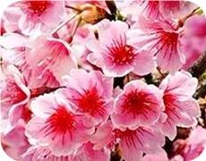 樱花苗种植基地山东樱花