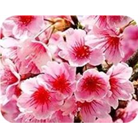 樱花苗种植基地山东樱花