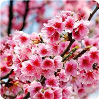 泰安樱花樱花苗求购