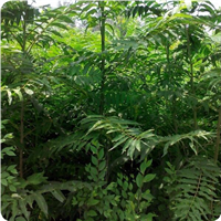 山东白皮臭椿树泰安白皮臭椿树价格