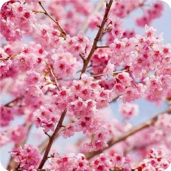 安樱花树价格山东泰安樱花