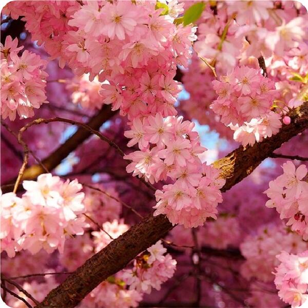 安樱花树价格山东泰安樱花树