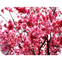 山东泰安樱花哪里有卖樱花苗