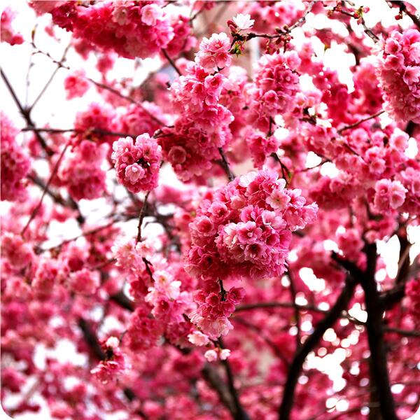 山东樱花樱花苗批发价格