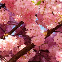 安樱花树价格山东泰安樱花树