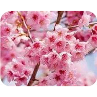 山东樱花树樱花苗价格多少