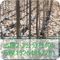 杜仲树苗基地宝胜园艺场
