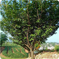 1公分樱花价格2公分樱花价格