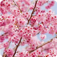 安樱花树价格山东泰安樱花