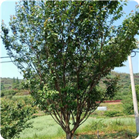 山东泰安樱花树价格垂枝樱花苗价格