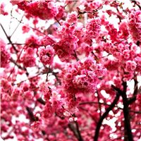 山东樱花樱花苗批发价格