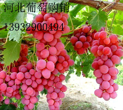 无核红提葡萄_河北红提