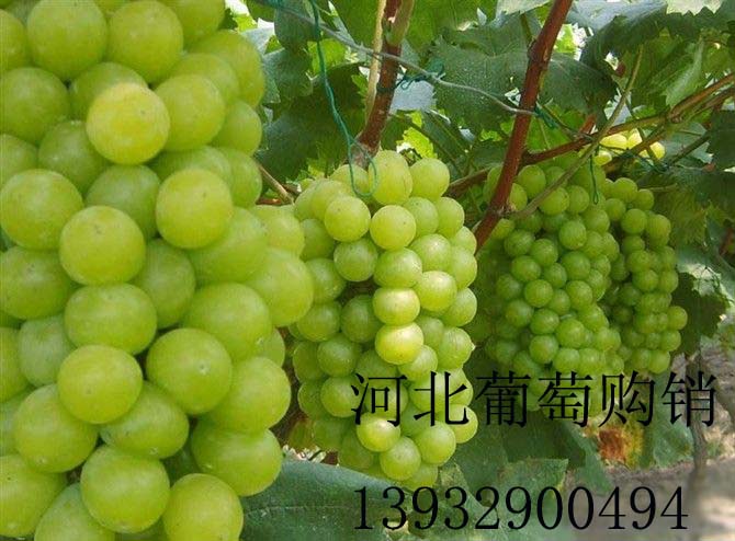 维多利亚葡萄