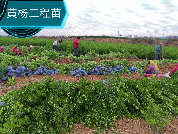河南大叶黄杨