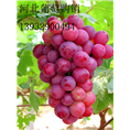 无核红提葡萄_河北红提