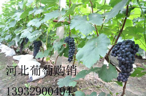 早熟夏黑葡萄_河北葡萄
