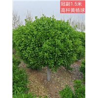 高杆黄杨球 