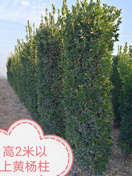 2米黄杨柱
