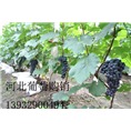 早熟夏黑葡萄_河北葡萄