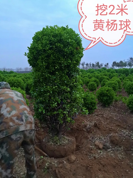 河南2米黄杨球