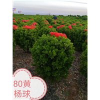 大叶黄杨
