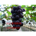 早熟套袋葡萄_河北葡萄
