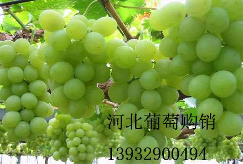 维多利亚葡萄