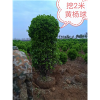 河南2米黄杨球