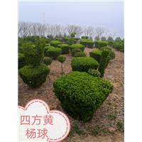 四方黄杨球