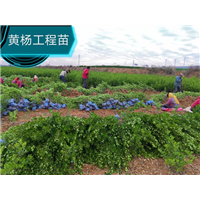 河北巨峰葡萄 
