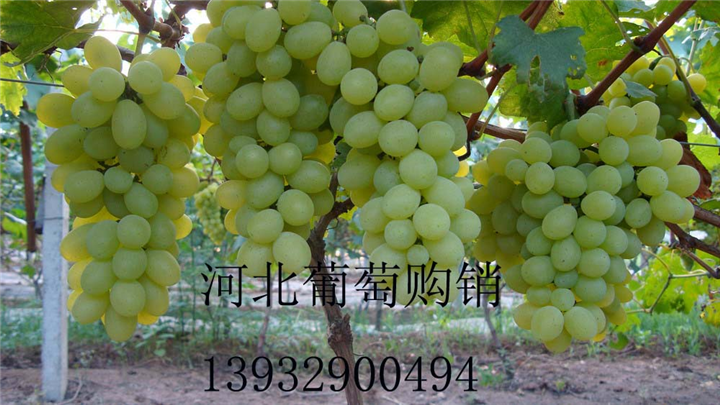 维多利亚葡萄