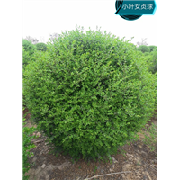 小叶女贞球