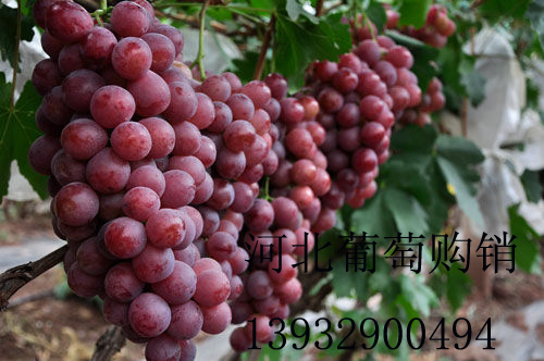 无核红提葡萄_河北红提