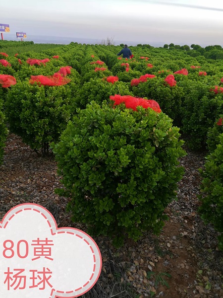 河北巨峰葡萄 