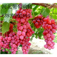 无核红提葡萄_河北红提