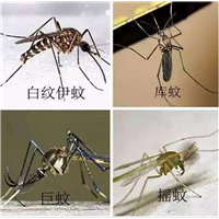 宁波灭白蚁|宁波灭蟑螂 