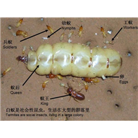灭白蚁公司 