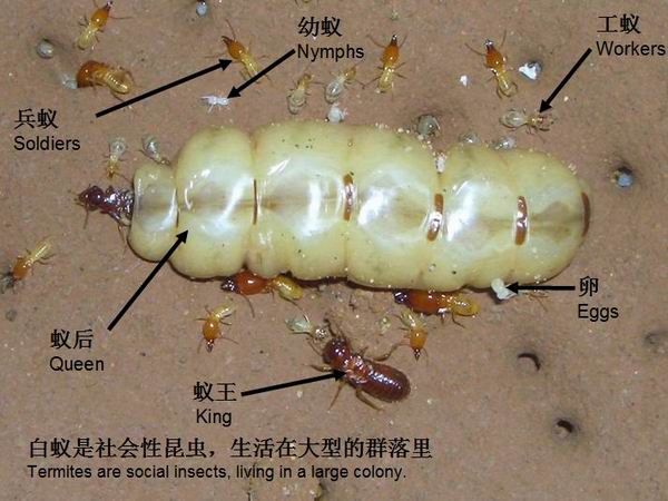 灭白蚁公司 