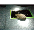 邵阳灭鼠电话