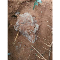 邵阳灭鼠公司