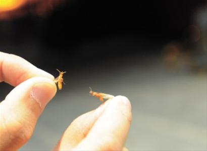 邵阳灭白蚁