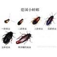 邵阳灭杀蟑螂灭苍蝇