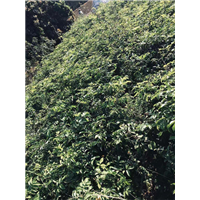 拣良再拣良牛大力试验基地