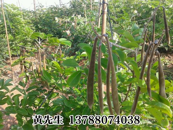 广西牛大力供应商$灵山牛大力.牛大力种子 