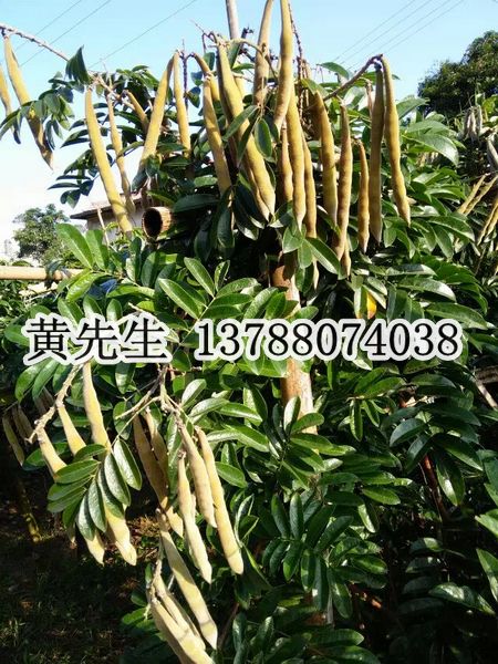 灵山牛大力/钦州牛大力/广西牛大力种子